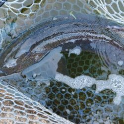 真夏でも釣れる！ ～フィッシングパーク高島の泉～